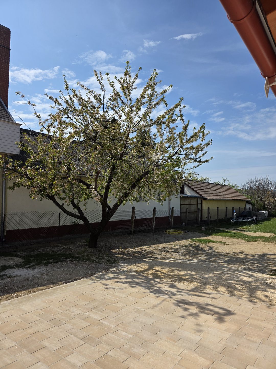 Cherry tree blooming in the Mökki garden